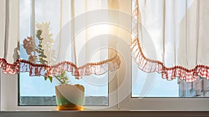 Transparent curtains with frills hide green pot plant