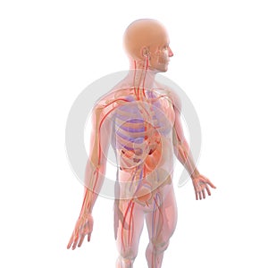 Transparent 3D illustration of human body interior showing organs, with natural colors - IlustraciÃÂ³n photo