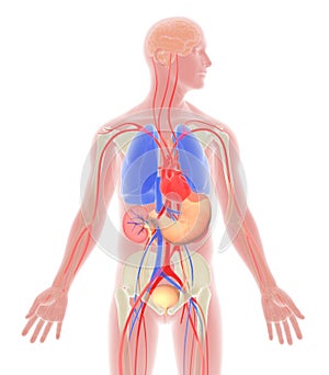 3Transparent 3D illustration of human body photo