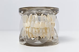 Transparent dentures model over white background
