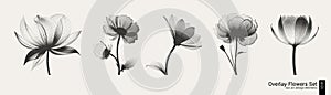 Transparent dot art flower set, halftone collage design element. Grunge cut out sticker. Noise grain gradient, stipple
