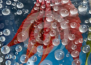 Transparent drops of autumn rain are located against the blue background with red fallen autumn leaves.