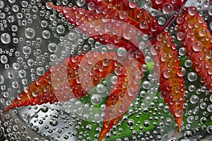 Transparent drops of autumn rain are located against the gray-green background with red leaves.