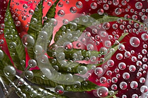 Transparent drops of autumn rain are located against the red background with green leaves.