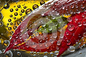 Transparent drops of autumn rain are located against the yellow ice background with green and  red leaves.