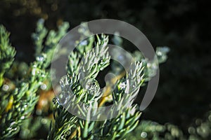 Transparent drops of freezing rain cover the needles of the Juniperus squamata Blue carpet. Selective focus.