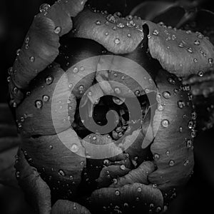 Transparent drops of water like tears on the black peony`s mourning petals