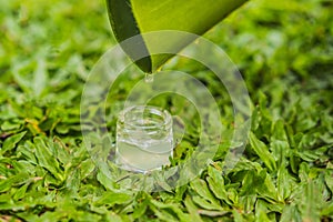 Transparent essence from aloe vera plant drips from leaves