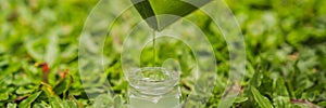 Transparent essence from aloe vera plant drips from leaves BANNER, LONG FORMAT