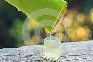 Transparent essence from aloe vera plant drips from leaves,