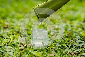 Transparent essence from aloe vera plant drips from leaves