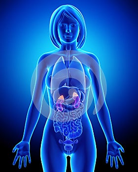 Transparent female kidney anatomy