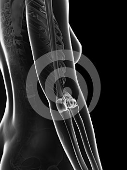 Transparent female skeleton - elbow joint