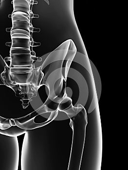 Transparent female skeleton - hip joint