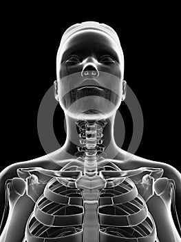 Transparent female skeleton - neck