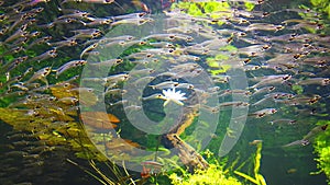 Transparent fish. Glass Catfish in aquarium.