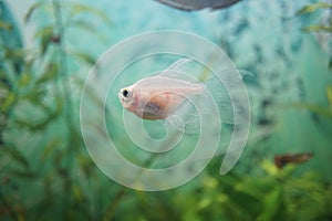 Transparent fish swim in aquarium