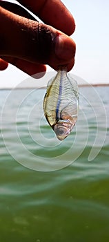 Transparent fish ðŸ˜³