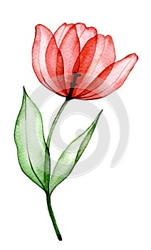transparent flower red tulip. watercolor drawing, spring flowers x-ray