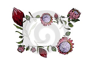 Transparent frame with colorful king protea flowers, buds and leaves.