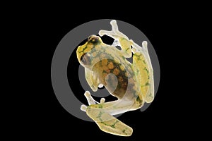 Transparent glass frog