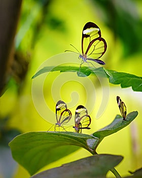 Transparent glass wings butterflies on green leaves and yellow background,