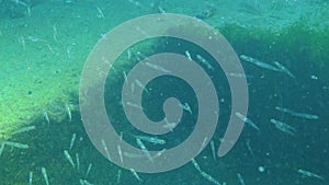 The transparent goby Aphia minuta, small pelagic fish swim in the water column. Black Sea