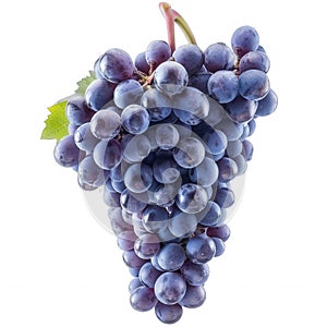 Transparent Grapes - A Study in Depth and Light