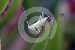 Transparent grasshoper
