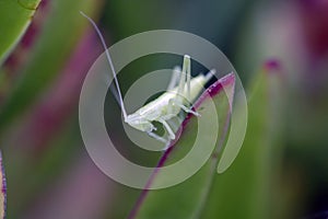 Transparent grasshoper photo