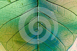 Transparent green leaf, veins. Closeup
