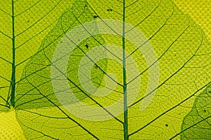 Transparent green leaves patterns