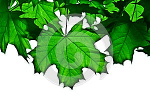 Transparent green maple leafs