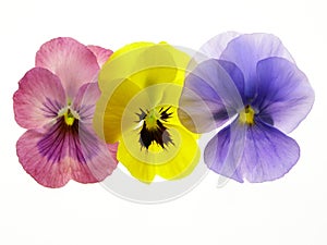 Transparent heartsease