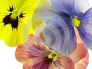 Transparent heartsease photo