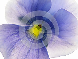 Transparent heartsease