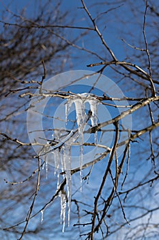 transparent icicles hanging from tree branches, shining in the sun against a blue sky