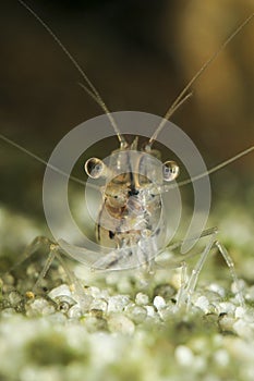 Transparent Japanese shrimp, Caridina japonica on the freshwater pond