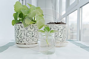 Transparent jar with water and mint sprout in it, flower pot with soil and flower pot with growing mint plant