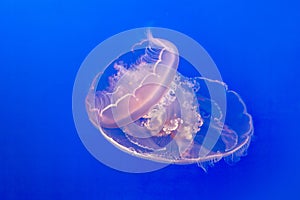 transparent jelly fish in the blue sea