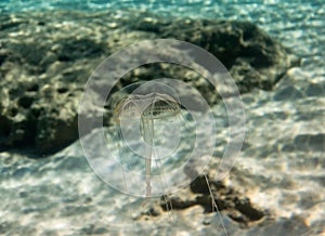 Transparent Jellyfish