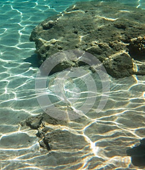 Transparent Jellyfish