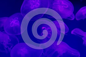 Transparent jellyfishes on purple background underwater. Transparent jellyfish in blue backlight. Background copy space