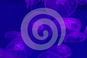 Transparent jellyfishes on purple background underwater. Transparent jellyfish in blue backlight. Background copy space