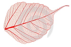 Transparent leaf