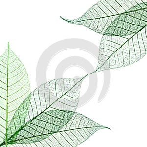 Transparent leaves composition