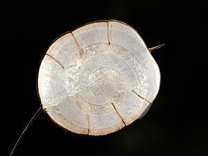 Transparent lunaria seed photo