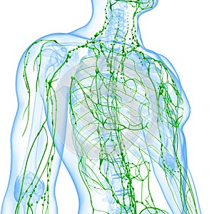 Transparente linfático sistema una persona 