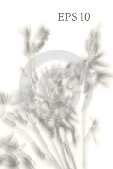 Transparent natural plant shadow. Light effect overlay. Mesh grid. Presentation your design card, poster, stories Photo realistic