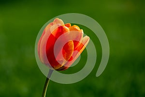 Transparent orange tulip Isolated against a green background